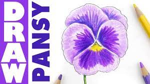They grow in pots, shrubs, small trees, and climbing vines. How To Draw A Pansy In Colour Pencils Tutorial Youtube