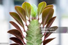 Image result for Euphorbiaceae