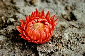 Image result for Thonningia