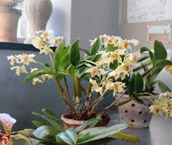 How to care for a dendrobium nobile orchid: Caring For Dendrobium Orchids The Martha Stewart Blog