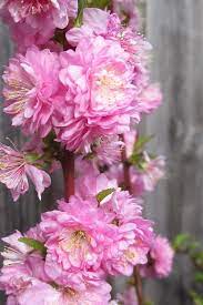 Looking for a good deal on almond flower? Buy Pink Dwarf Flowering Almond Free Shipping Prunus Glandulosa Sinensis For Sale Online From Wilson Bros Gardens