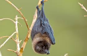 Trust orkin for your termite inspection and pest control service needs. Rodrigues Fruit Bat San Diego Zoo Animals Plants