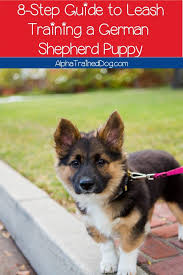 Picture of german shepherd puppies. The Ultimate 8 Step Guide To Leash Training A German Shepherd Puppy Alpha Trained Dog