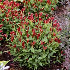 Image result for Spigelia
