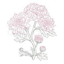 We will learn to draw chrysanthemum. Vector Chrysanthemum Flower In Vintage Stock Vector Colourbox