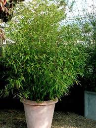 Pin Auf Bambus Garten