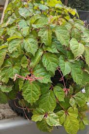 It is one of the plant world's top contenders for this intermittent planting of boston ivy vines in 2 gallon pots has produced a thriving green wall almost. Kaleidoscope Boston Ivy Boyd Nursery Company