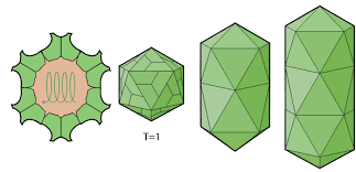 Image result for Alfalfa mosaic virus