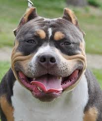 Sprstrs Bullies Home Bully Breeds Dogs American Bully American Bully Pocket
