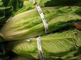 Jetzt ausprobieren mit ♥ chefkoch.de ♥. Romanasalat Lactuca Sativa Var Longifolia Pflanzen Lexikon Com