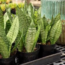 Image result for Sansevieria