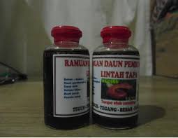 Hasil gambar untuk minyak lintah papua