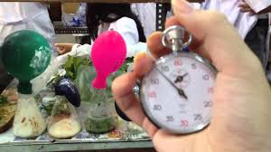 Maybe you would like to learn more about one of these? Praktikum Biologi Tentang Enzim Katalase Kelas 12 Ipa 1 Sma Youtube