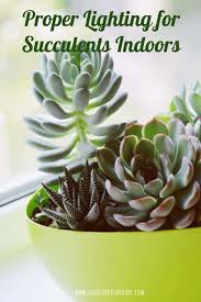 Proper Lighting For Succulents Indoors Succulent Plant Care