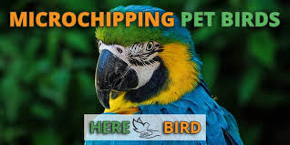 Aug 28, 2020 · to get your dog microchipped, the average cost is around $45. Microchipping Pet Birds How It S Done And The Costs Involved