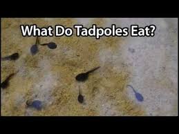 Growing sunflowers ( helianthus spp.) at home gives you constant access to beautiful blooms you can cut and display, but how you cut and care for them affects how. What Do Tadpoles Eat