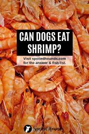 Fish Dogs Can Eat And Fish Harmful To Dogs Spoiled Hounds Dog Food Recipes Raw Dog Food Recipes Dog Nutrition