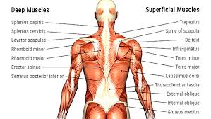 I've labelled the diagrams up to show the main human body avoid fructose to lose fat for summer. Thick And Wide The Back Solution T Nation