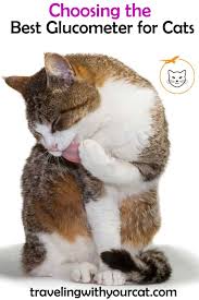 Choosing The Best Glucometer For Cats Diabetes Cat Cats Diabetic Dog
