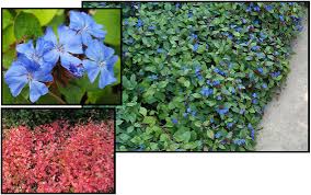 Image result for Plumbago