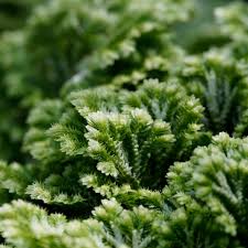 Image result for Selaginella tenerrima