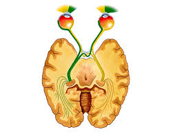 Split Brain: Historia de un cerebro dividido Images?q=tbn:ANd9GcSx9rWXMxBKr8SRoOt_lCikRk973V3w3YpSuCPRAXJkOKYn2cBF