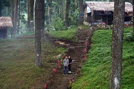 Gwk baturaden terletak di jalan raya baturaden, km. Menikmati Sejuknya Hutan Pinus Limpakuwus Kaskus
