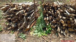 With more and more people turning to wood for heating it's becoming more expensive to buy wood so trying to work out how to get free firewood is something that more people are asking. 1 000 Tons Of Free Firewood For Crematoriums In Hyderabad India New England News