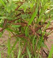 Image result for Sphenostylis marginata