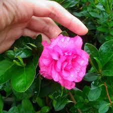 See what azalea bunga (azaleabunga) has discovered on pinterest, the world's biggest collection of ideas. Bunga Azalea Pink Tumpuk Shopee Indonesia