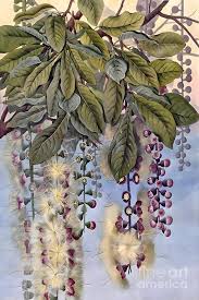 Image result for Lecythidaceae