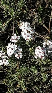 Image result for Eriocephalus racemosus