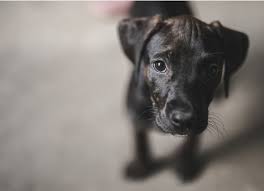 Talk to your vet to find out how much to give. Does Benadryl Work For Dog Anxiety Petmd