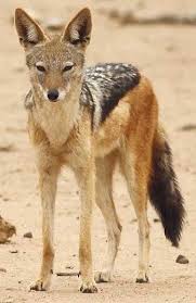 Pin Auf Animals Are Lovely