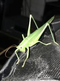 Image result for Ruspolia australis