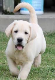 It is our passion and privilege to provide quality champion bred english lab puppies to individuals and families. Yellow Lab Puppies For Sale Cream And Yellow Lab Puppy Breeder