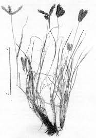 Image result for Tristachya