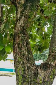 Image result for Cordia goetzei