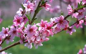 Image result for hoa Ä‘Ã o