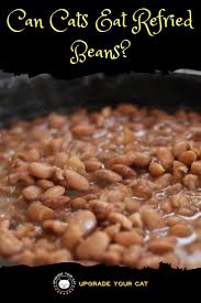 Can cats eat raw fish? Can Cats Eat Refried Beans I Explain Why Not Upgrade Your Cat