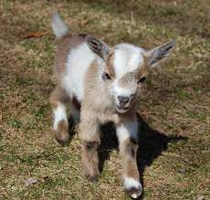 Goats - For Sale Ads - Free Classifieds Pet Goat Miniature Goats Pygmy Goat