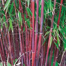Black Bamboo Plants For Sale Gauteng Beautiful Bamboo Plants Kerala To Inspire You Architectural Plants Privacy Plants Bamboo Seeds