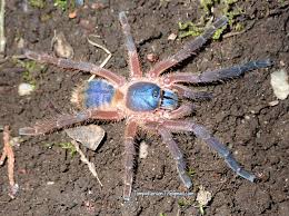 Image result for Ochthocharis