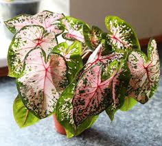 Sing On Instagram Caladium Pink Beauty One Of The Happier Caladiums I Have Caladiumpinkbeauty Onwednesdaysweplantpink Caladium Caladium Instagram Pink