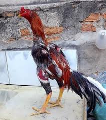 Pin De Jose Trujillo Em Pticy Galo Indio Gigante Galos Indios Galo