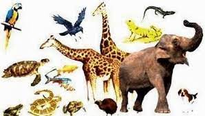 Organ untuk mendeteksi gangguan keseimbangan terdapat pada tiram. Hewan Vertebrata Pengertian Materi Ciri Dan Contohnya