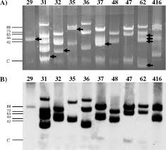 Image result for pseudomonas savastanoi pv nerii oleander symptoms