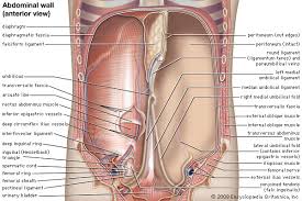 Abdominal Muscle Britannica