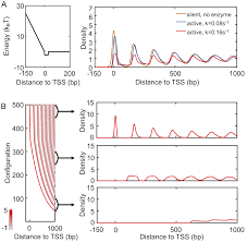 When both conclusion 1 or conclusion 2 follow. On The Role Of Transcription In Positioning Nucleosomes
