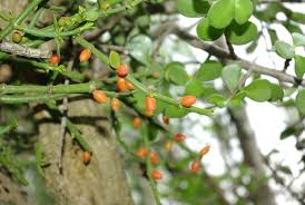 Image result for Viscum shirense